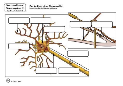 Schaubild Neuro Quizlet