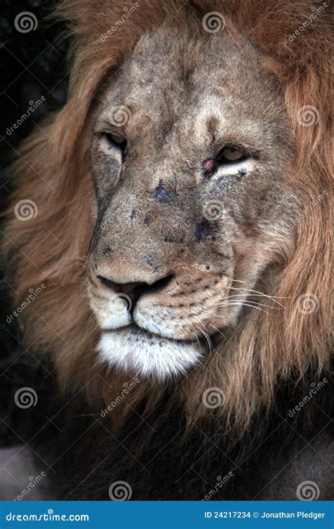 A big scar face male lion stock photo. Image of male - 24217234