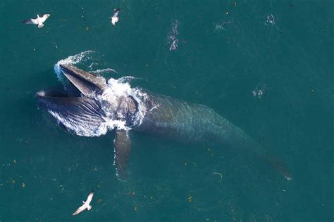 How much do whales eat? World's largest animals eat three times more ...