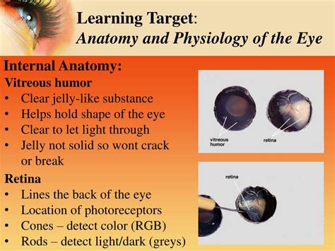 Ppt Sheeps Eye Dissection Inside And Out Powerpoint Presentation Id