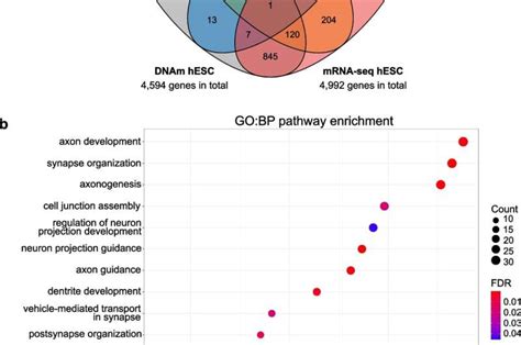 Early Prenatal Alcohol Exposure Affects Genes Involved In Embryonic