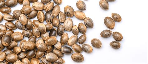 Feminized Cannabis Seeds And How To Grow Them The Complete Guide