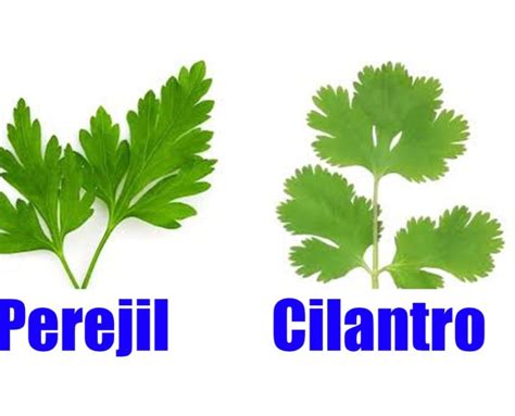 El Cilantro Una Especia Con Muchas Propiedades Tu Salud Y Bienestar