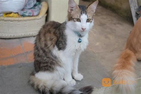 Kucing Persia Mix, Jantan Istimewa di Kota Bandung, Jawa Barat | Jualo.com