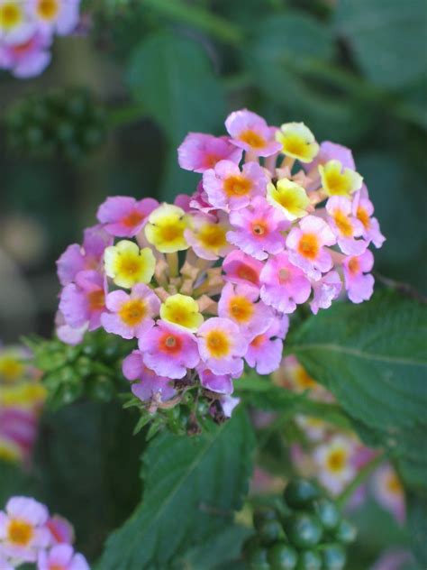 How To Grow Lantana Information On Growing Lantana Garden And