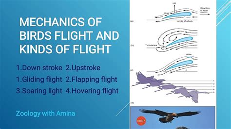 Mechanics And Types Of Birds Flight Rule Of Tail Feathers In Flight