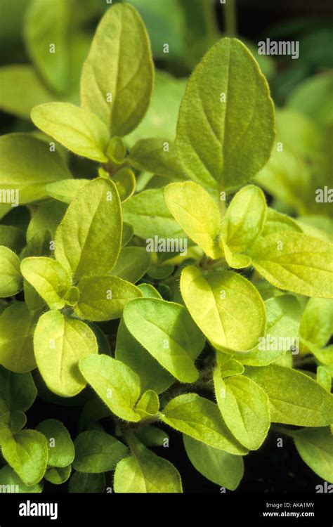 Golden Marjoram Origanum Onites Aurea Herb Stock Photo Alamy