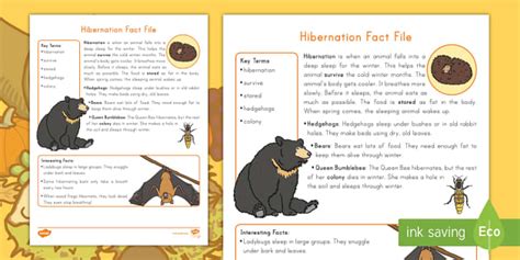 Second Grade Hibernation Fact File Teacher Made Twinkl