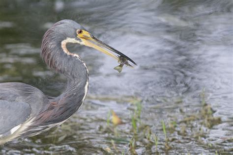 Breakfast Tricolored Heron Davie Florida Usa No Post Pr Flickr