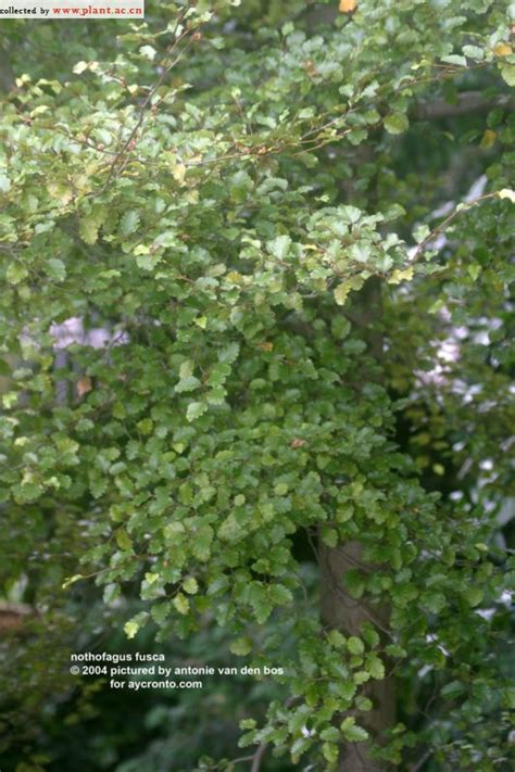 nothofagus fusca Hook Oerst 植物图片库 植物通