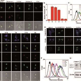 A CLSM images of HeLa cells incubated with Lyso BODIPY TCO 0 1 μM