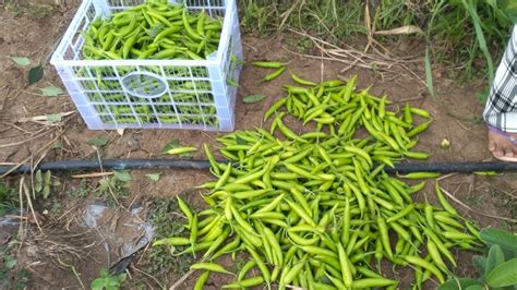 Harvest Time Siling Panigang At Paraan Sa Pagtatanim Ng Sili Youtube