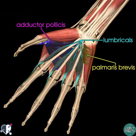 Muscles Of The Hand Anatomyzone