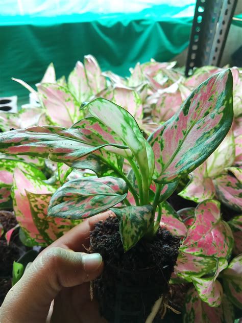 Buy Aglaonema Pink Valentine Plant Sapling 1pc Rs 119 Sale Online