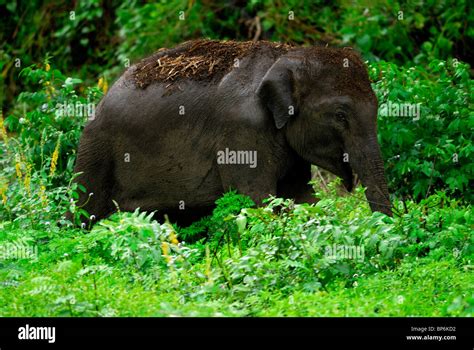 Asian Or Indian Elephant Elephas Maximus Stock Photo Alamy