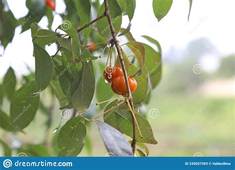 Ramo Da Planta Pitanga Eugenia Uniflora Folhas Verdes E Madrugada