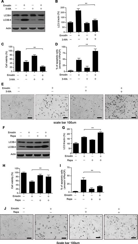 Emodin Induced Autophagy Against Cell Apoptosis Through The Pi K Akt M