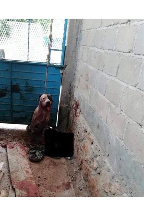 Pitbull arranca el brazo a un ladrón en Chiapas