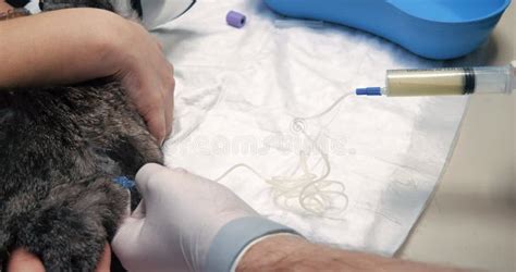 The Veterinarian Carefully Drains The Abdominal Cavity With A Catheter