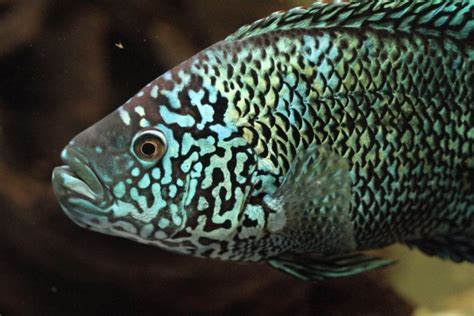 Jack Dempsey Fish: The Complete Care And Breeding Guide ...