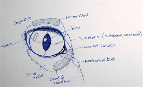 How to illustrate animal eyes | Website Design in Oakville, Burlington ...