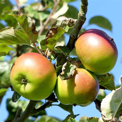 Annie Elizabeth Apple Tree Cooking Apple Trees Ornamental Trees