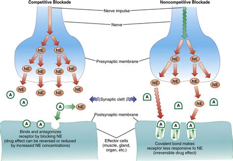 35 Which Nonselective Alpha-adrenergic Blocking Agent Is Still Used ...