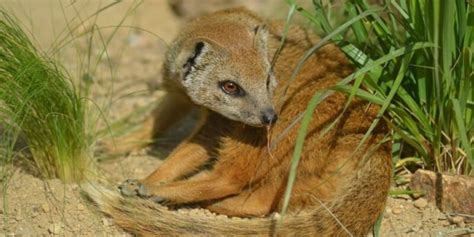 Mongoose A Complete Guide To The Mongooses Of Africa