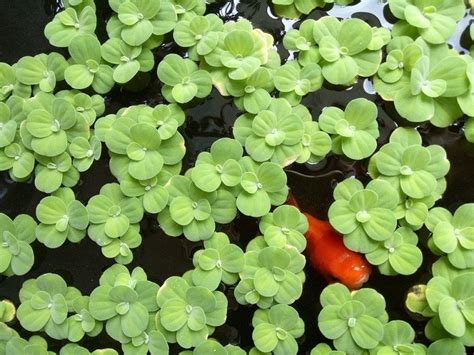 Duckweed Aquarium Plant: Care, Planting & Growing) | Hepper