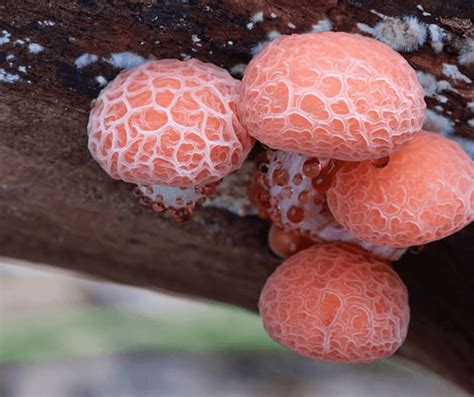 16 Colorful Mushrooms And Fungi Found Around The World