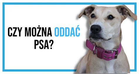 Jak można oddać psa Fundacja dla kociąt osieroconych Cali Mali Blog