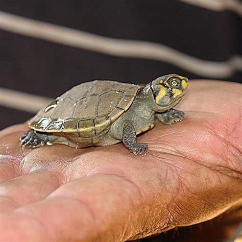 Pimienta Amante Granero Cada Cuanto Comen Las Tortugas De Agua Mezcla