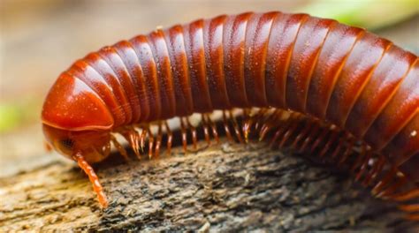 How To Get Rid Of Millipedes Millipedes Control Prevention