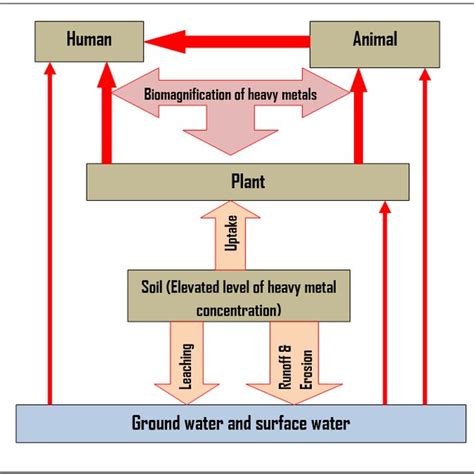 PDF An Overview Of Heavy Metal Stress In Soil Ecosystem And