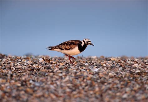 Premium Photo Single Birds And Small Flocks Of Ruddy Turnstone