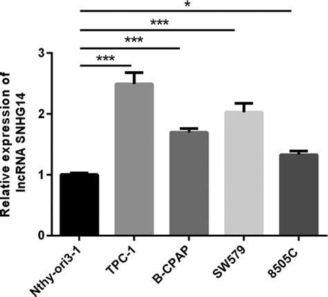 Lncrna Snhg Promotes The Proliferation Migration And Invasion Of