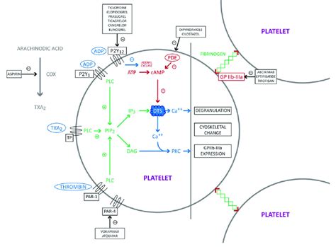 Mechanism Of Action Of Antiplatelet Drugs