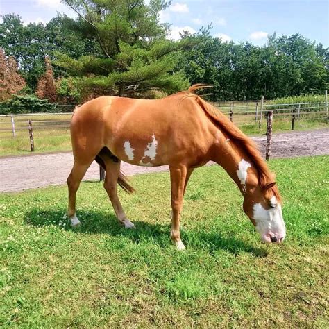 Bald Face Horse and other Horse Markings Explained - Seriously Equestrian