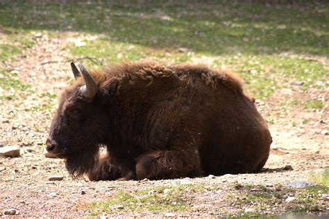 Buffalo Animal Nature - Free photo on Pixabay