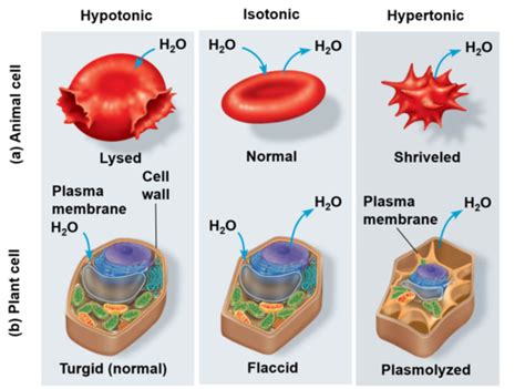 Bio Chapter 5 Plus The Organelles Flashcards Quizlet