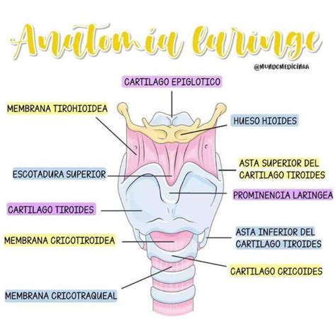 Anatomía De La Laringe Yudocorg Udocz