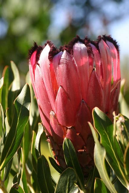 Protea Neriifolia In The Cape Fynbos In South Africa Fynbos Flower