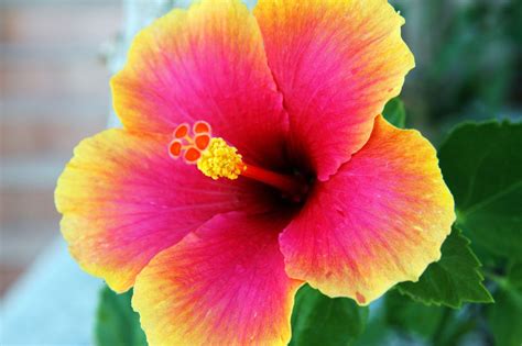 Hibiscus 4k Wallpapers Top Free Hibiscus 4k Backgrounds Wallpaperaccess