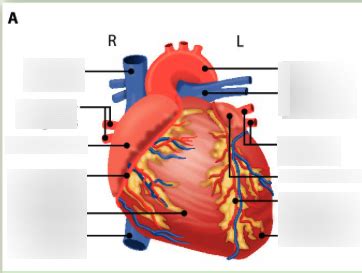 Diagram Biologie Diagram Hart 2 Quizlet