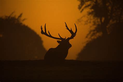 Deer Silhouette 5k Wallpaper,HD Animals Wallpapers,4k Wallpapers,Images,Backgrounds,Photos and ...