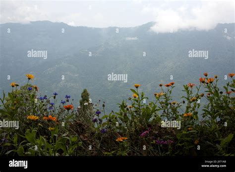 View of the Himalayas with wild flowers from Observatory Hill ...