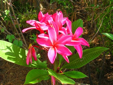 Recregarden Plumeria Rubra