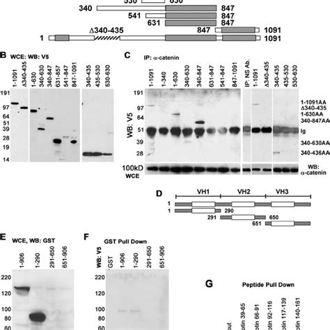 Identification Of Regions Of Dlc1 And Of ␣ Catenin Responsible For Download Scientific Diagram