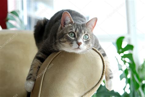 Cat On Couch Stock Photo By ©imagestock 25921231