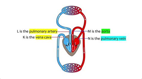 Explainer Lesson 27 Identifying Various Type Of Blood Vessels Youtube